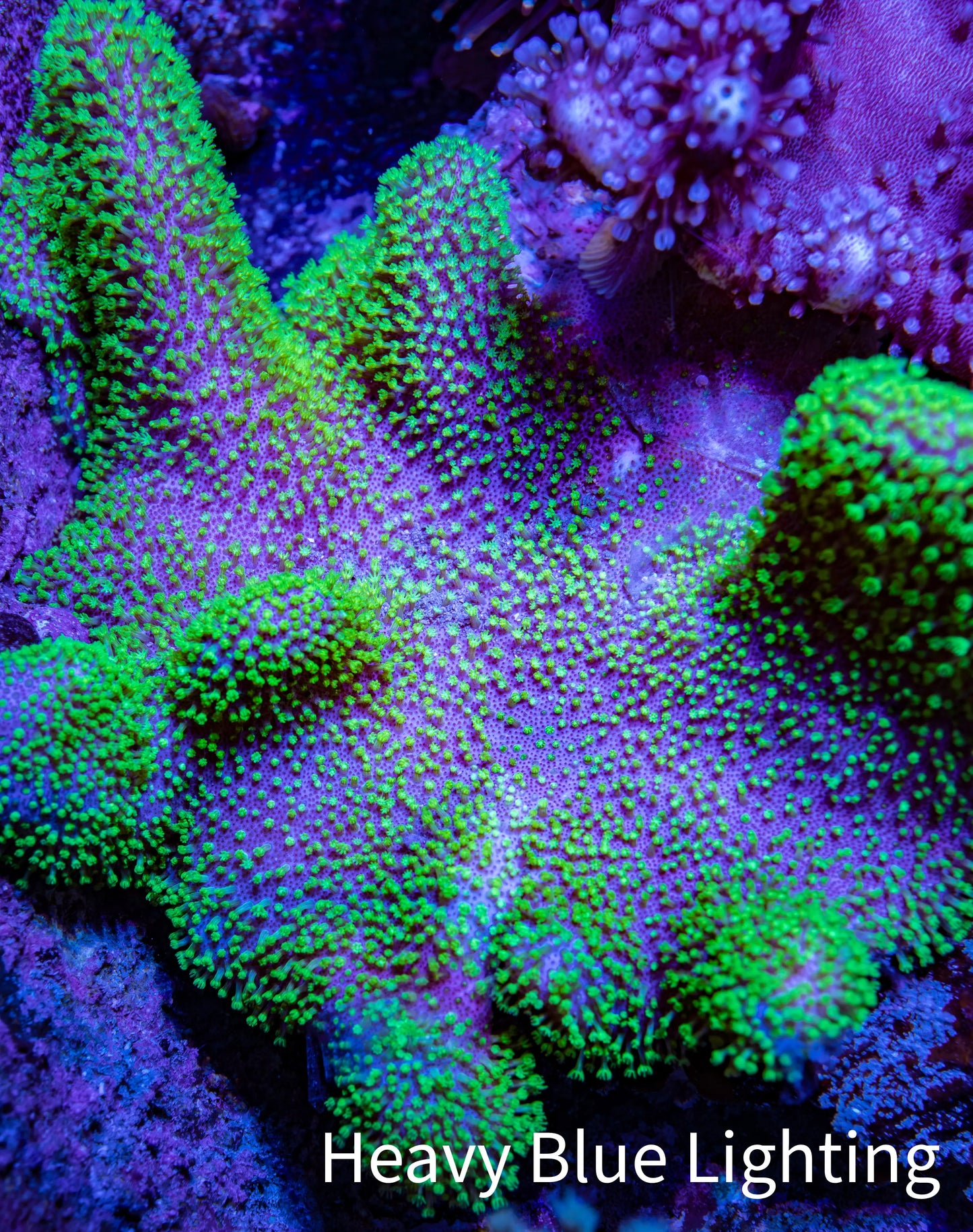 Ultra Neon Green Toadstool Leather Coral WYSIWYG 10cm Ultra Neon Green Toadstool Leather Coral WYSIWYG 10cm Soft Coral Ultra Neon Green Toadstool Leather Coral WYSIWYG 10cm Zeo Box Reef