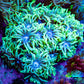 Ultra Neon Green & Ice Blue Goniopora Frag, WYSIWYG Ultra Neon Green & Ice Blue Goniopora Frag, WYSIWYG Animals & Pet Supplies Ultra Neon Green & Ice Blue Goniopora Frag, WYSIWYG Zeo Box Reef