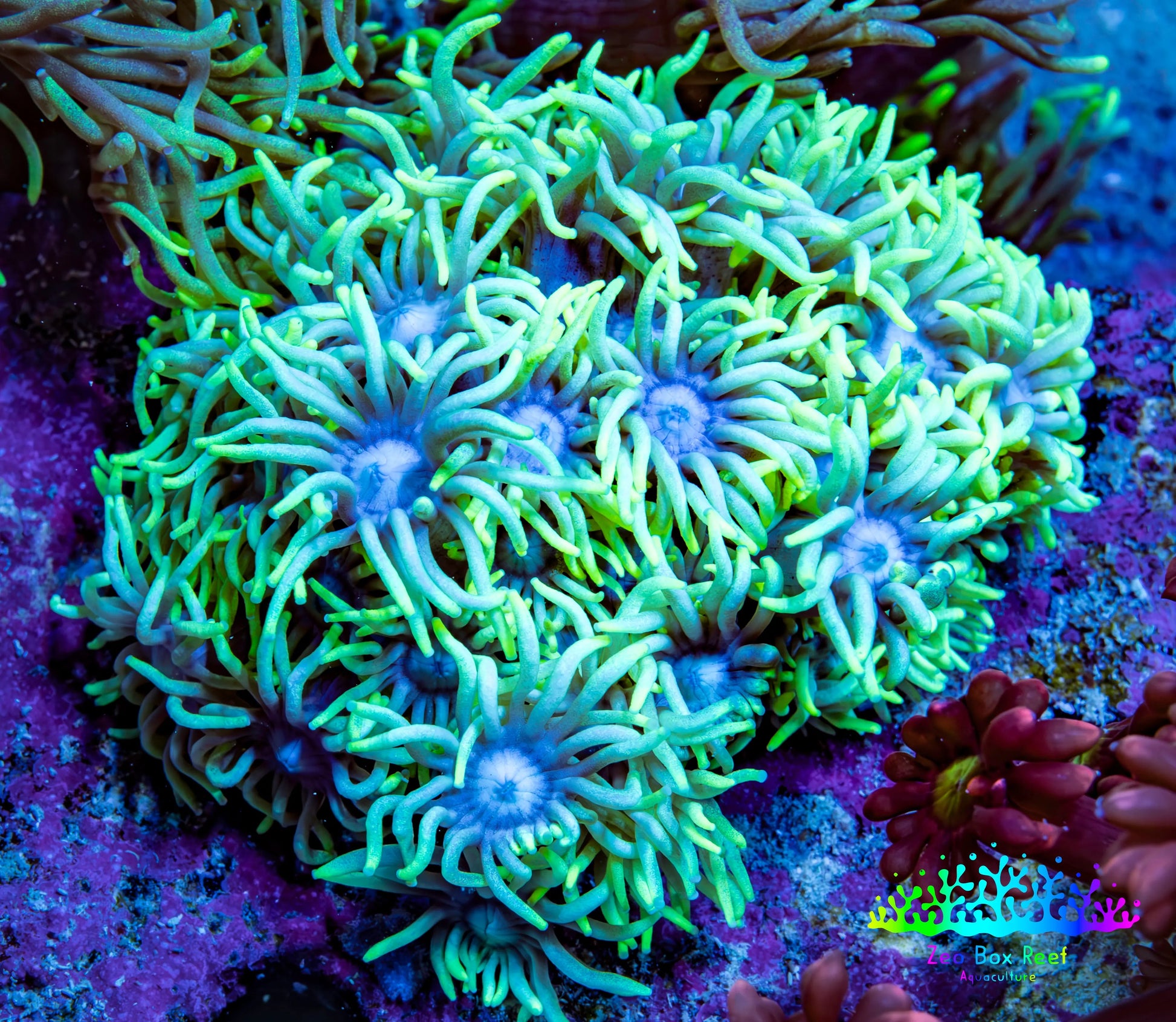 Ultra Neon Green & Ice Blue Goniopora Frag, WYSIWYG Ultra Neon Green & Ice Blue Goniopora Frag, WYSIWYG Animals & Pet Supplies Ultra Neon Green & Ice Blue Goniopora Frag, WYSIWYG Zeo Box Reef