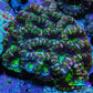 Ultra Neon Green and Purple Acan Coral WYSIWYG 6cm B4R2B1 Ultra Neon Green and Purple Acan Coral WYSIWYG 6cm B4R2B1 LPS Coral Ultra Neon Green and Purple Acan Coral WYSIWYG 6cm B4R2B1 Zeo Box Reef