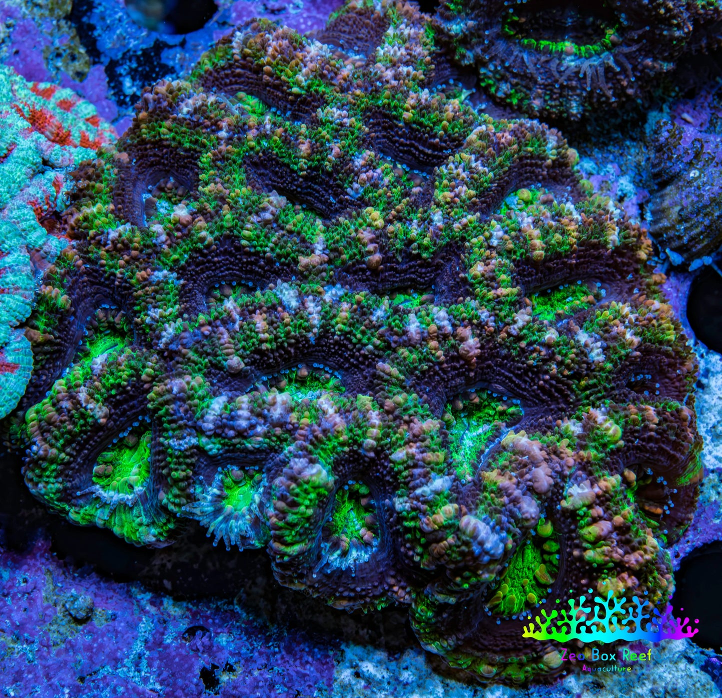 Ultra Neon Green and Purple Acan Coral WYSIWYG 6cm B4R2B1 Ultra Neon Green and Purple Acan Coral WYSIWYG 6cm B4R2B1 LPS Coral Ultra Neon Green and Purple Acan Coral WYSIWYG 6cm B4R2B1 Zeo Box Reef
