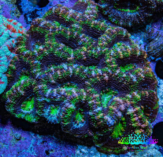 Ultra Neon Green and Purple Acan Coral WYSIWYG 6cm B4R2B1 Ultra Neon Green and Purple Acan Coral WYSIWYG 6cm B4R2B1 LPS Coral Ultra Neon Green and Purple Acan Coral WYSIWYG 6cm B4R2B1 Zeo Box Reef