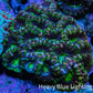 Ultra Neon Green and Purple Acan Coral WYSIWYG 6cm B4R2B1 Ultra Neon Green and Purple Acan Coral WYSIWYG 6cm B4R2B1 LPS Coral Ultra Neon Green and Purple Acan Coral WYSIWYG 6cm B4R2B1 Zeo Box Reef