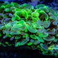 Ultra Nuclear Splat ☢️ Hammer Coral WYSIWYG 7cm A1R5B1 Ultra Nuclear Splat ☢️ Hammer Coral WYSIWYG 7cm A1R5B1 Aquarium Decor Ultra Nuclear Splat ☢️ Hammer Coral WYSIWYG 7cm A1R5B1 Zeo Box Reef