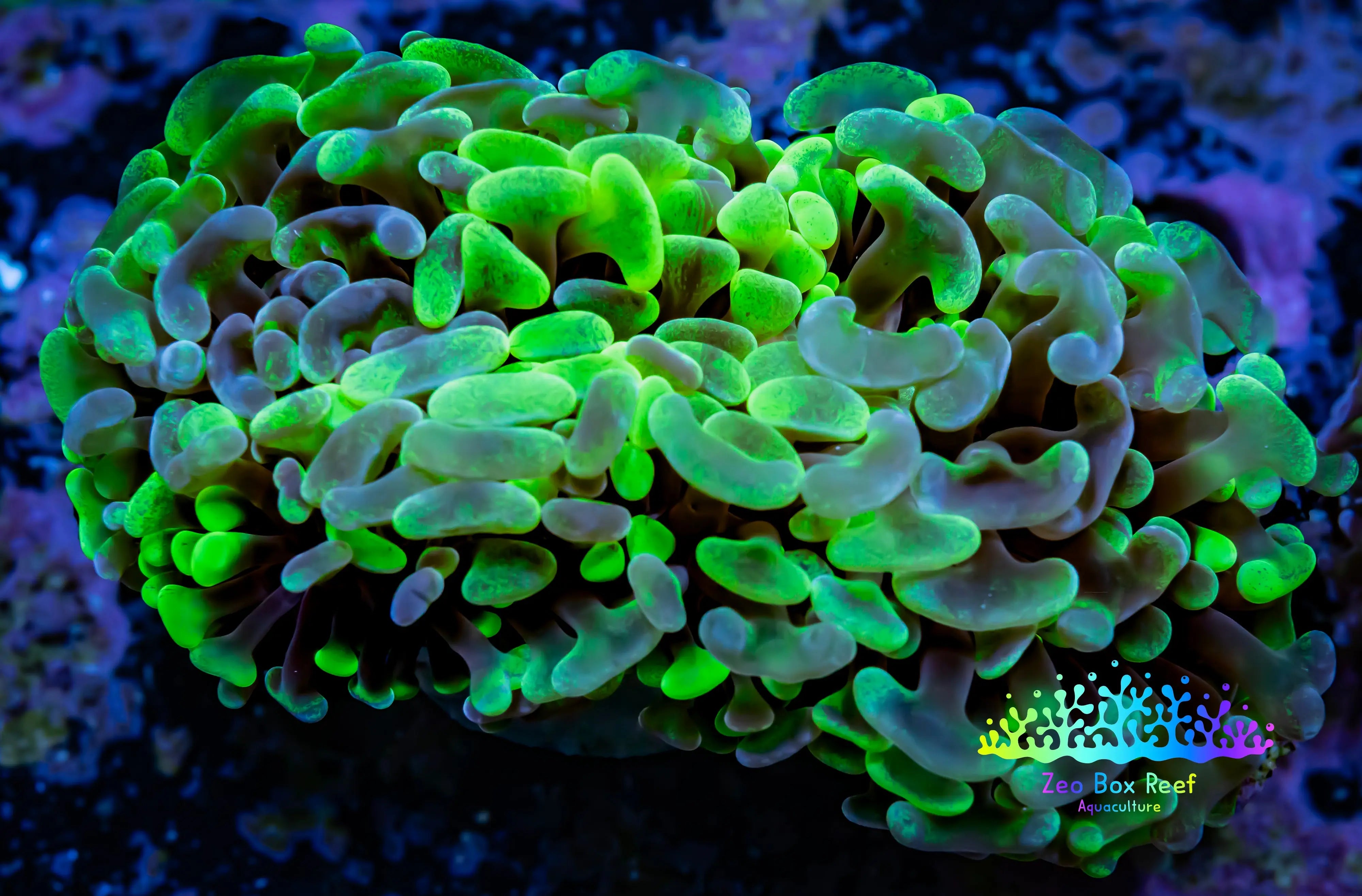 Radioactive Splat Shop Ultra Mottled Hammer coral Australia- Zeo Box Reef – Zeo Box Reef ...
