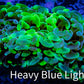 Ultra Nuclear Splat ☢️ Hammer Coral WYSIWYG 7cm A1R5B1 Ultra Nuclear Splat ☢️ Hammer Coral WYSIWYG 7cm A1R5B1 Aquarium Decor Ultra Nuclear Splat ☢️ Hammer Coral WYSIWYG 7cm A1R5B1 Zeo Box Reef