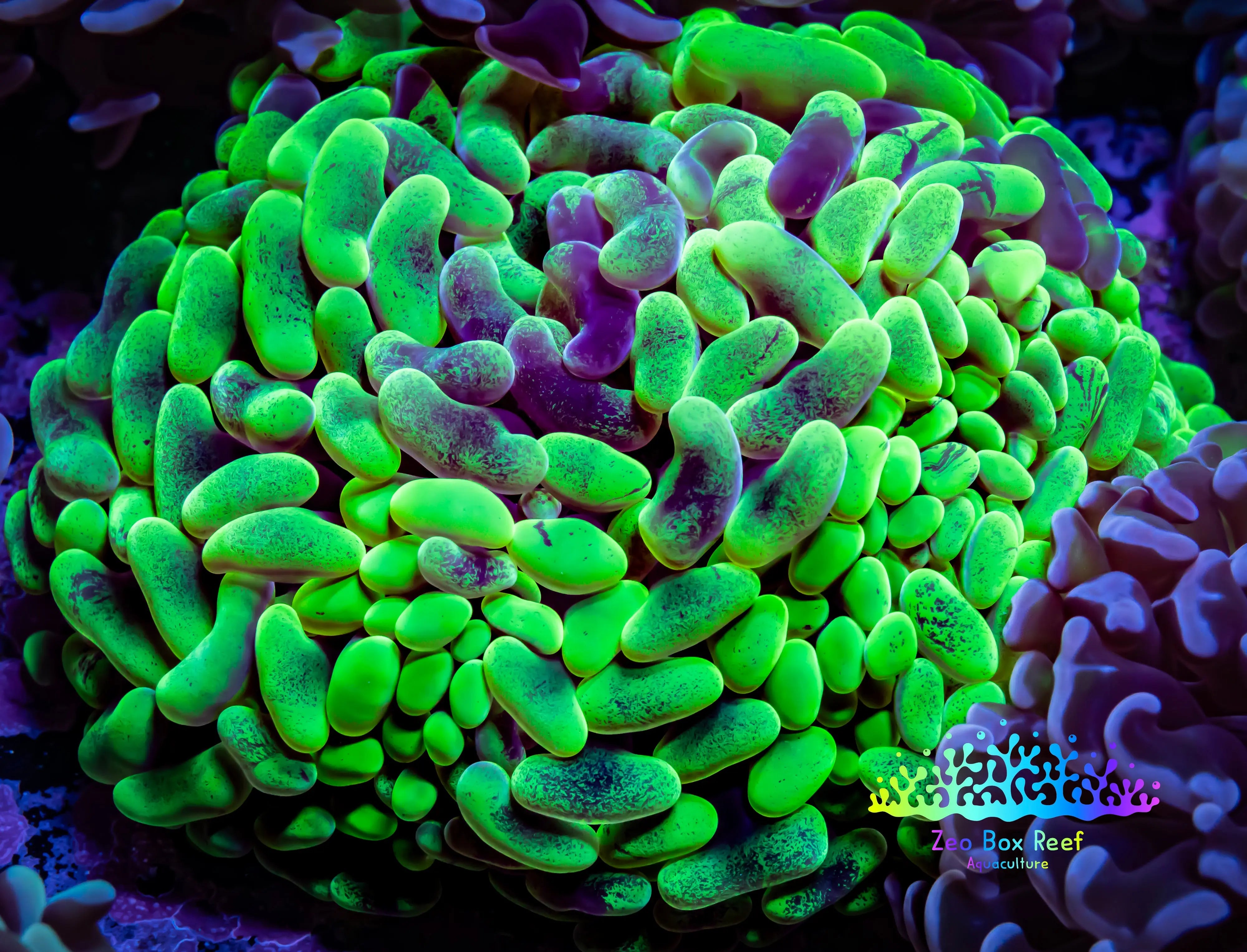 Radioactive Splat Shop Ultra Yellow Hammer coral Australia- Zeo Box Reef – Zeo Box Reef ...