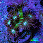 Ultra OG Glitter Goniopora Frag WYSIWYG Ultra OG Glitter Goniopora Frag WYSIWYG Animals & Pet Supplies Ultra OG Glitter Goniopora Frag WYSIWYG Zeo Box Reef