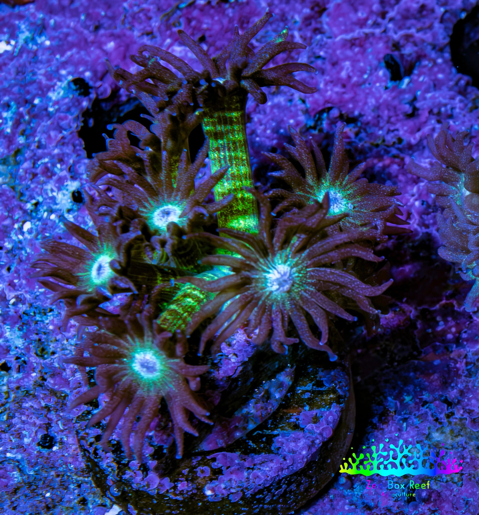 Ultra OG Glitter Goniopora Frag WYSIWYG Ultra OG Glitter Goniopora Frag WYSIWYG Animals & Pet Supplies Ultra OG Glitter Goniopora Frag WYSIWYG Zeo Box Reef