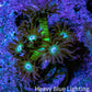 Ultra OG Glitter Goniopora Frag WYSIWYG Ultra OG Glitter Goniopora Frag WYSIWYG Animals & Pet Supplies Ultra OG Glitter Goniopora Frag WYSIWYG Zeo Box Reef