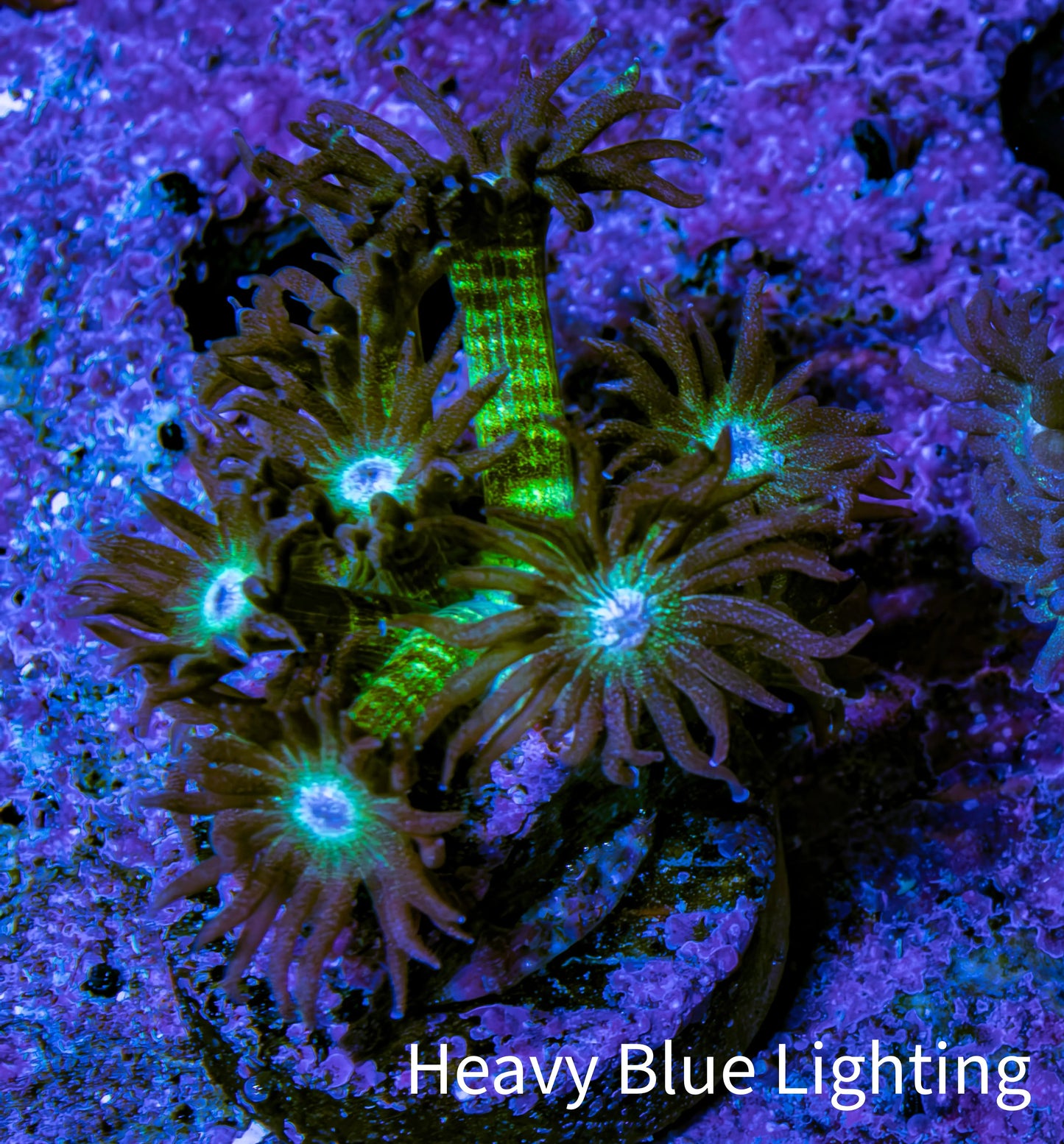 Ultra OG Glitter Goniopora Frag WYSIWYG Ultra OG Glitter Goniopora Frag WYSIWYG Animals & Pet Supplies Ultra OG Glitter Goniopora Frag WYSIWYG Zeo Box Reef