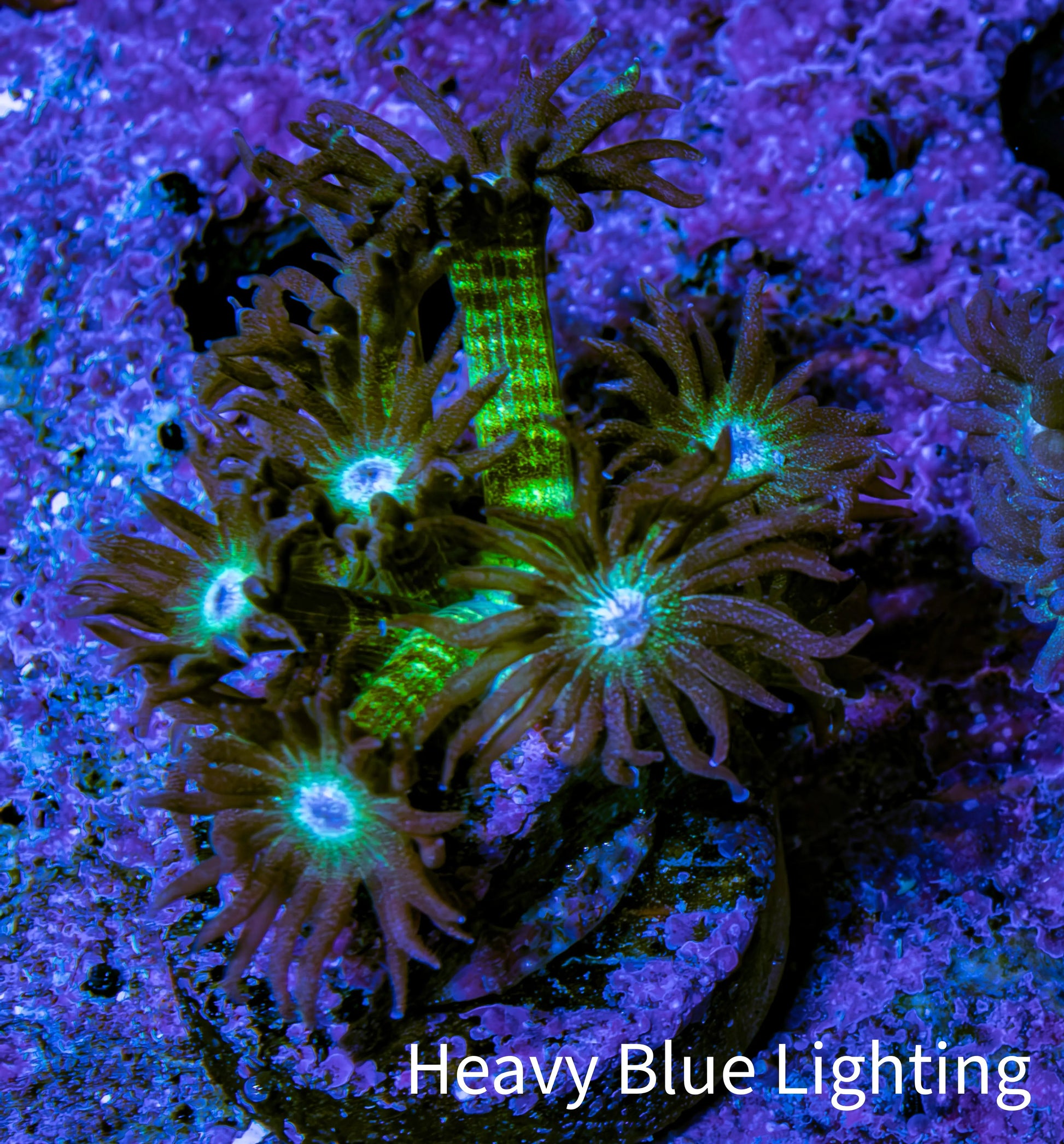 Ultra OG Glitter Goniopora Frag WYSIWYG Ultra OG Glitter Goniopora Frag WYSIWYG Animals & Pet Supplies Ultra OG Glitter Goniopora Frag WYSIWYG Zeo Box Reef