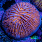 Ultra Orange  Fungia Coral WYSIWYG 2.5cm E3R3B2 Ultra Orange  Fungia Coral WYSIWYG 2.5cm E3R3B2 LPS Ultra Orange  Fungia Coral WYSIWYG 2.5cm E3R3B2 Zeo Box Reef
