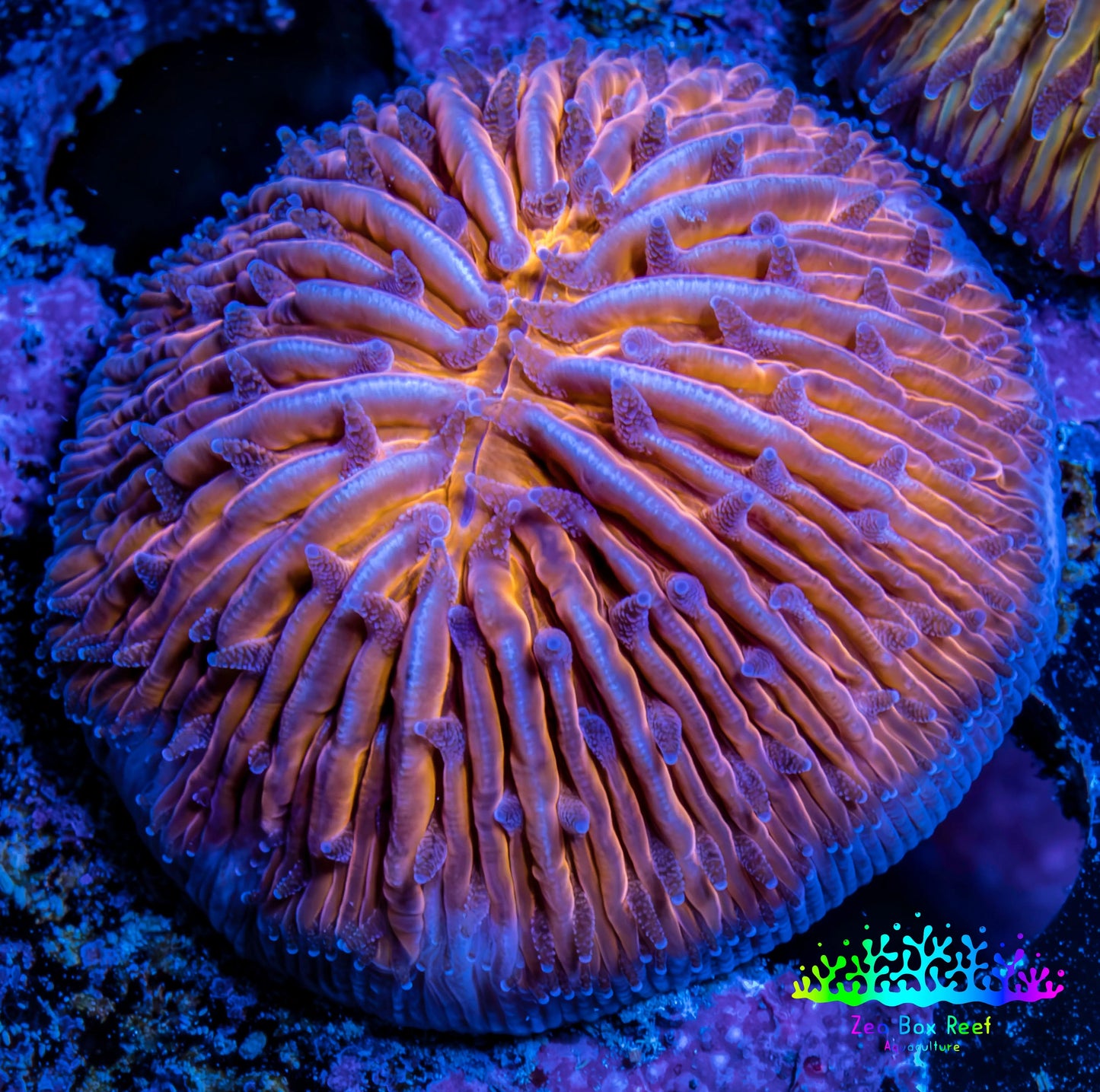 Ultra Orange  Fungia Coral WYSIWYG 2.5cm E3R3B2 Ultra Orange  Fungia Coral WYSIWYG 2.5cm E3R3B2 LPS Ultra Orange  Fungia Coral WYSIWYG 2.5cm E3R3B2 Zeo Box Reef