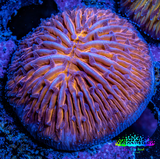 Ultra Orange  Fungia Coral WYSIWYG 2.5cm E3R3B2 Ultra Orange  Fungia Coral WYSIWYG 2.5cm E3R3B2 LPS Ultra Orange  Fungia Coral WYSIWYG 2.5cm E3R3B2 Zeo Box Reef