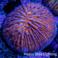 Ultra Orange  Fungia Coral WYSIWYG 2.5cm E3R3B2 Ultra Orange  Fungia Coral WYSIWYG 2.5cm E3R3B2 LPS Ultra Orange  Fungia Coral WYSIWYG 2.5cm E3R3B2 Zeo Box Reef
