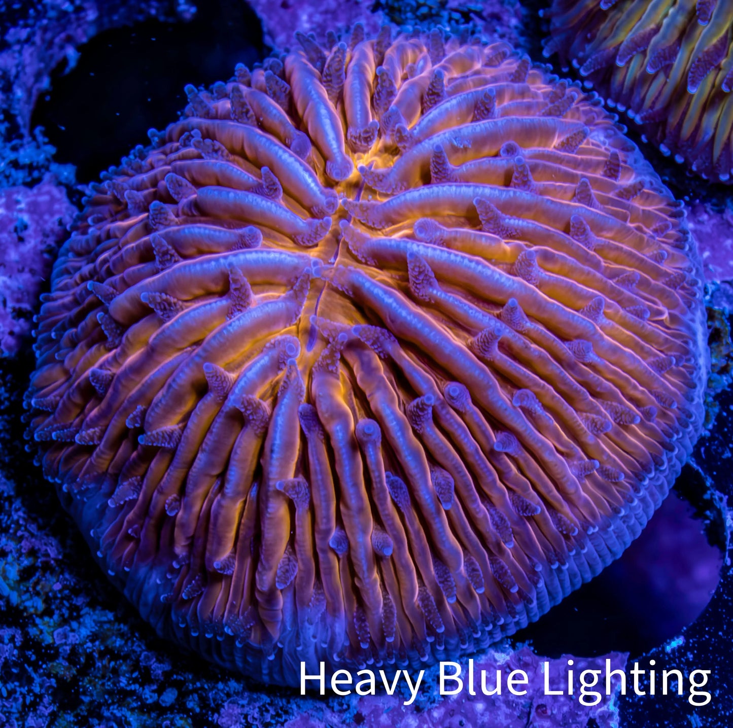 Ultra Orange  Fungia Coral WYSIWYG 2.5cm E3R3B2 Ultra Orange  Fungia Coral WYSIWYG 2.5cm E3R3B2 LPS Ultra Orange  Fungia Coral WYSIWYG 2.5cm E3R3B2 Zeo Box Reef