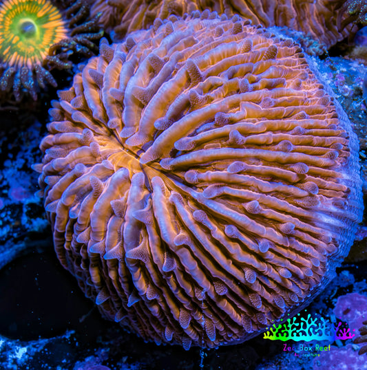 Ultra Orange  Fungia Coral WYSIWYG 2.5cm G10R2B2 Ultra Orange  Fungia Coral WYSIWYG 2.5cm G10R2B2 LPS Ultra Orange  Fungia Coral WYSIWYG 2.5cm G10R2B2 Zeo Box Reef