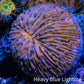 Ultra Orange  Fungia Coral WYSIWYG 2.5cm G10R2B2 Ultra Orange  Fungia Coral WYSIWYG 2.5cm G10R2B2 LPS Ultra Orange  Fungia Coral WYSIWYG 2.5cm G10R2B2 Zeo Box Reef
