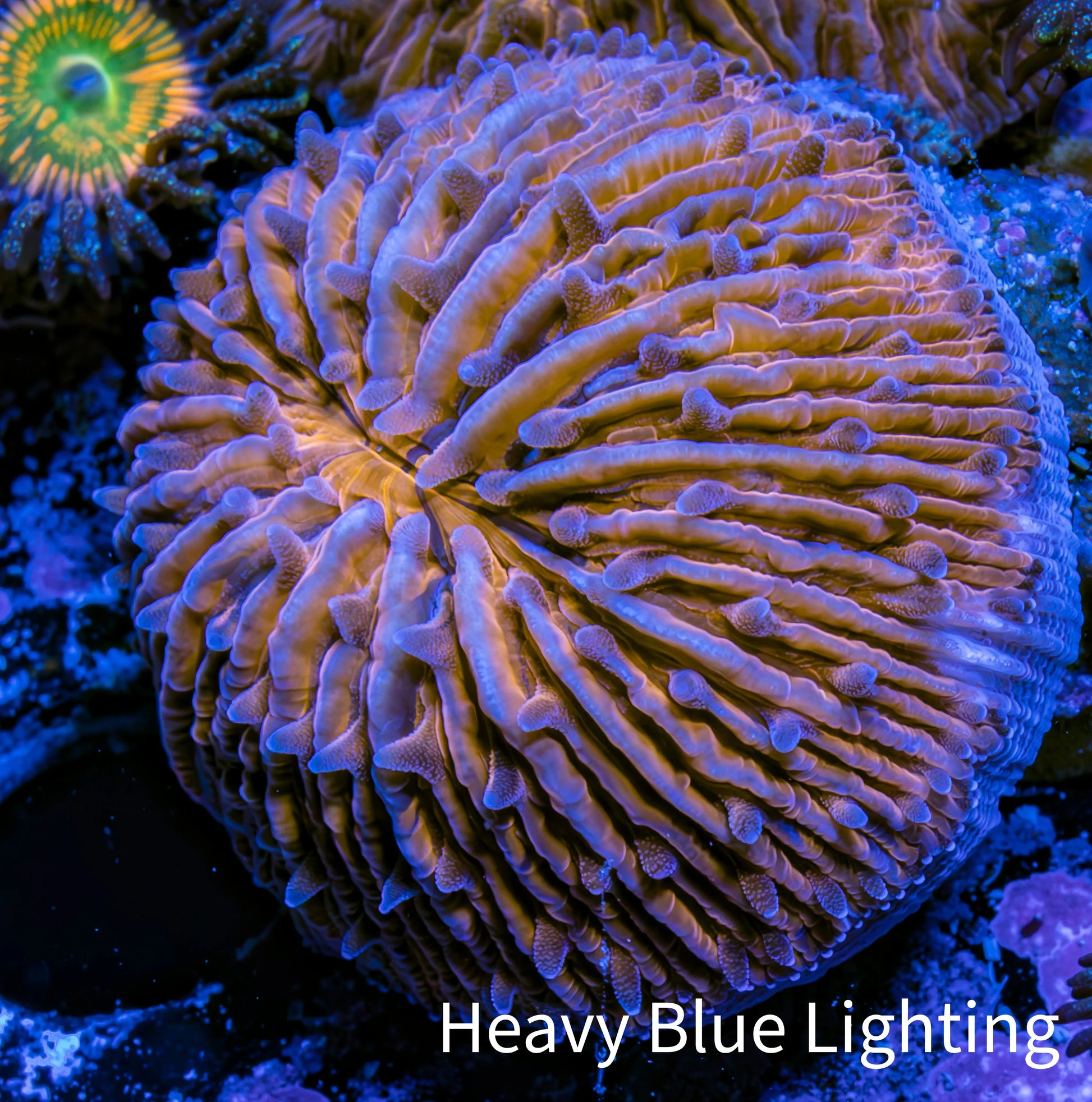 Ultra Orange  Fungia Coral WYSIWYG 2.5cm G10R2B2 Ultra Orange  Fungia Coral WYSIWYG 2.5cm G10R2B2 LPS Ultra Orange  Fungia Coral WYSIWYG 2.5cm G10R2B2 Zeo Box Reef