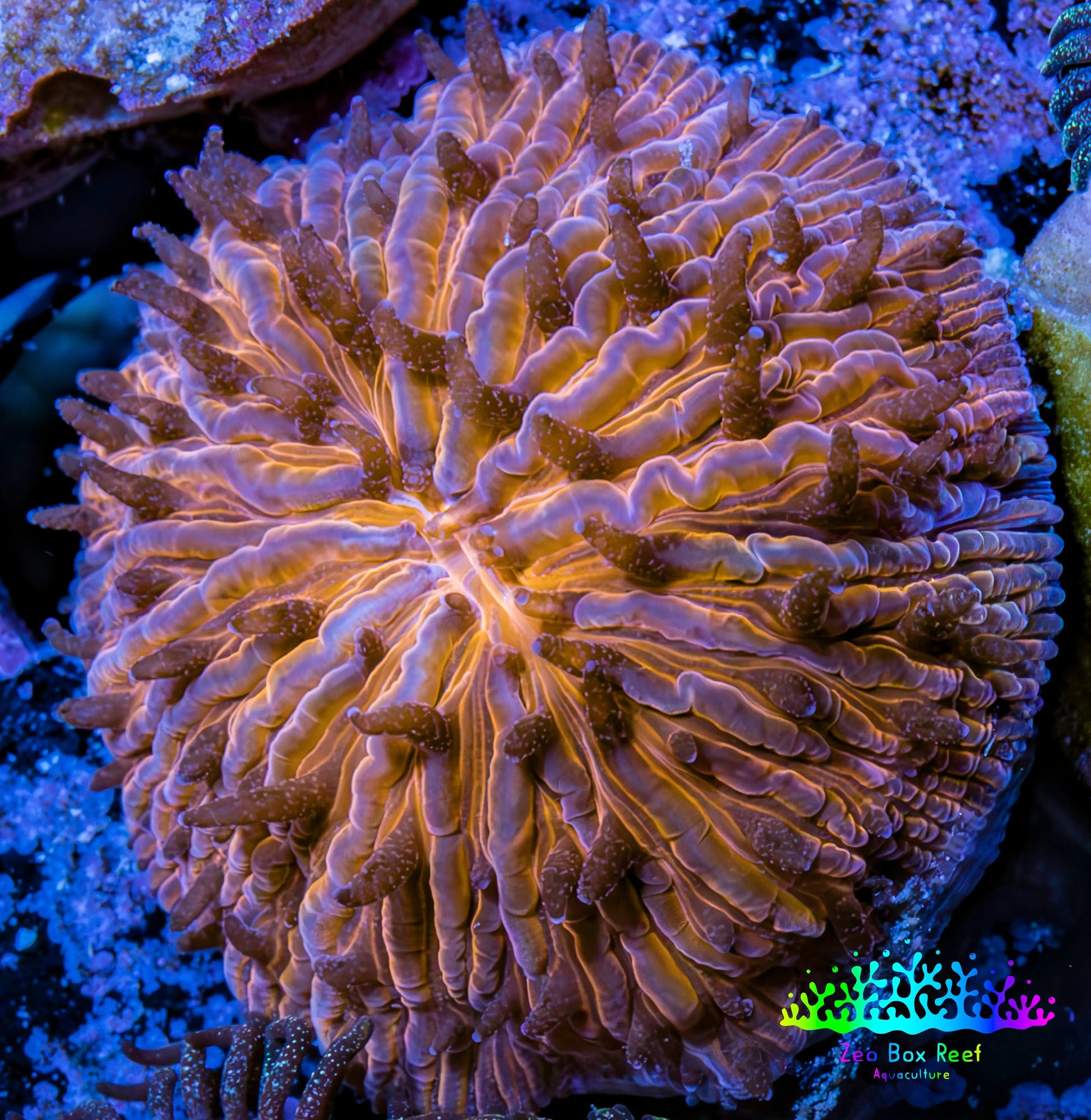 Ultra Orange  Fungia Coral WYSIWYG 2.5cm G11R2B2 Ultra Orange  Fungia Coral WYSIWYG 2.5cm G11R2B2 LPS Ultra Orange  Fungia Coral WYSIWYG 2.5cm G11R2B2 Zeo Box Reef