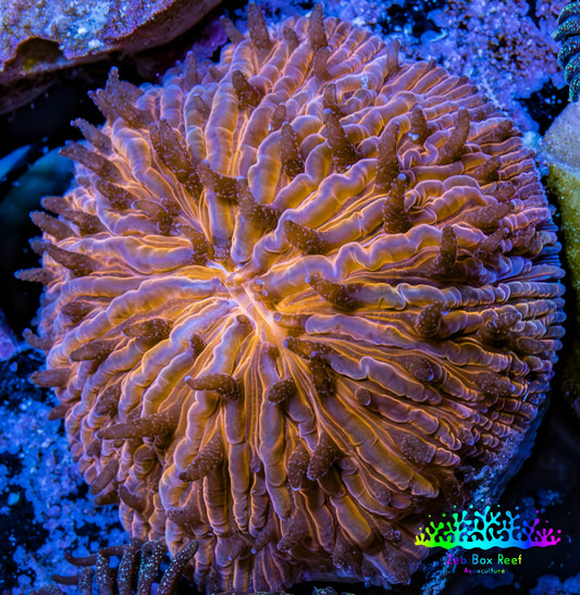Ultra Orange  Fungia Coral WYSIWYG 2.5cm G11R2B2 Ultra Orange  Fungia Coral WYSIWYG 2.5cm G11R2B2 LPS Ultra Orange  Fungia Coral WYSIWYG 2.5cm G11R2B2 Zeo Box Reef