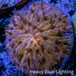 Ultra Orange  Fungia Coral WYSIWYG 2.5cm G11R2B2 Ultra Orange  Fungia Coral WYSIWYG 2.5cm G11R2B2 LPS Ultra Orange  Fungia Coral WYSIWYG 2.5cm G11R2B2 Zeo Box Reef
