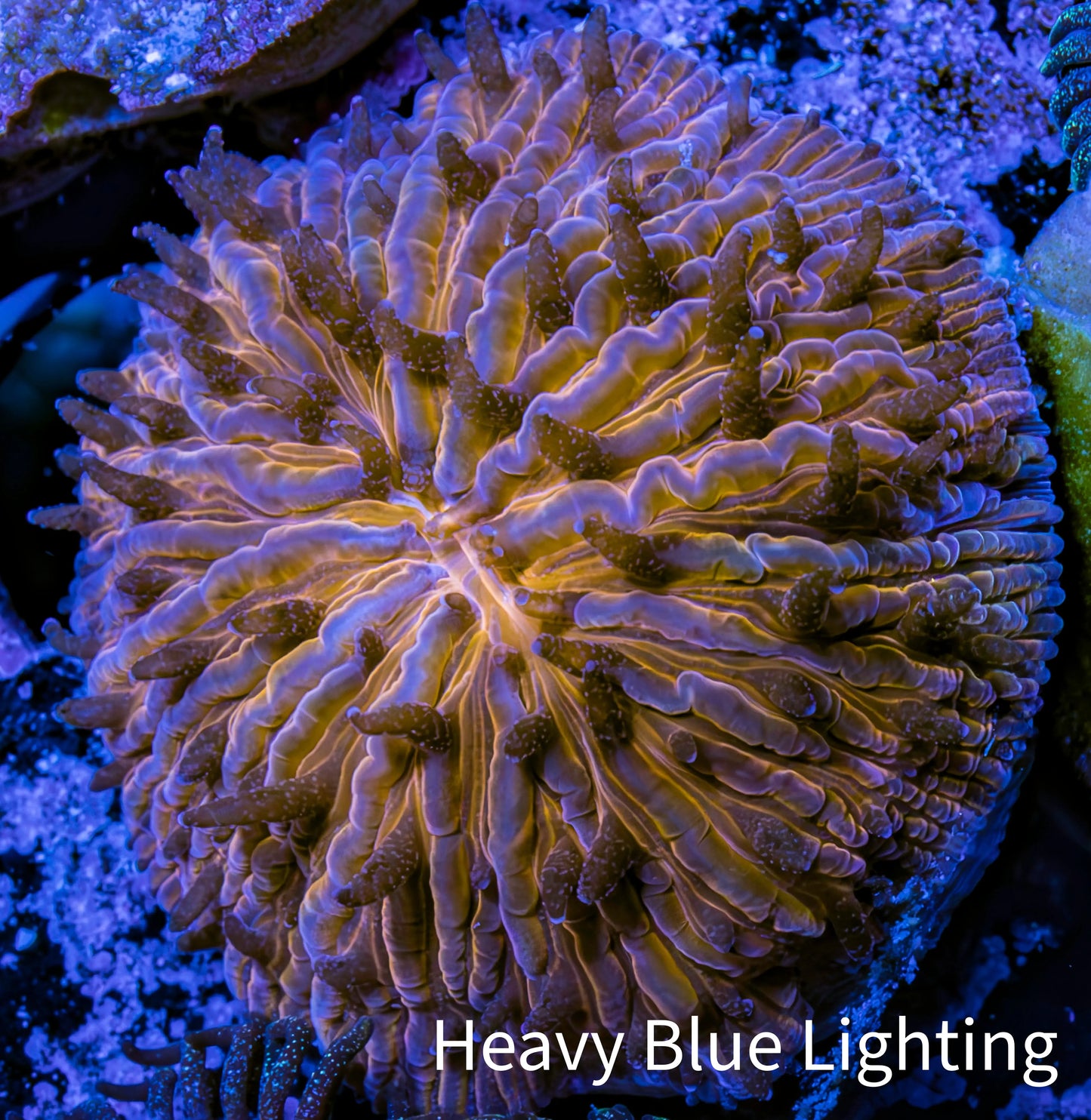 Ultra Orange  Fungia Coral WYSIWYG 2.5cm G11R2B2 Ultra Orange  Fungia Coral WYSIWYG 2.5cm G11R2B2 LPS Ultra Orange  Fungia Coral WYSIWYG 2.5cm G11R2B2 Zeo Box Reef