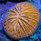 Ultra Orange  Fungia Coral WYSIWYG 2.5cm Ultra Orange  Fungia Coral WYSIWYG 2.5cm LPS Ultra Orange  Fungia Coral WYSIWYG 2.5cm Zeo Box Reef