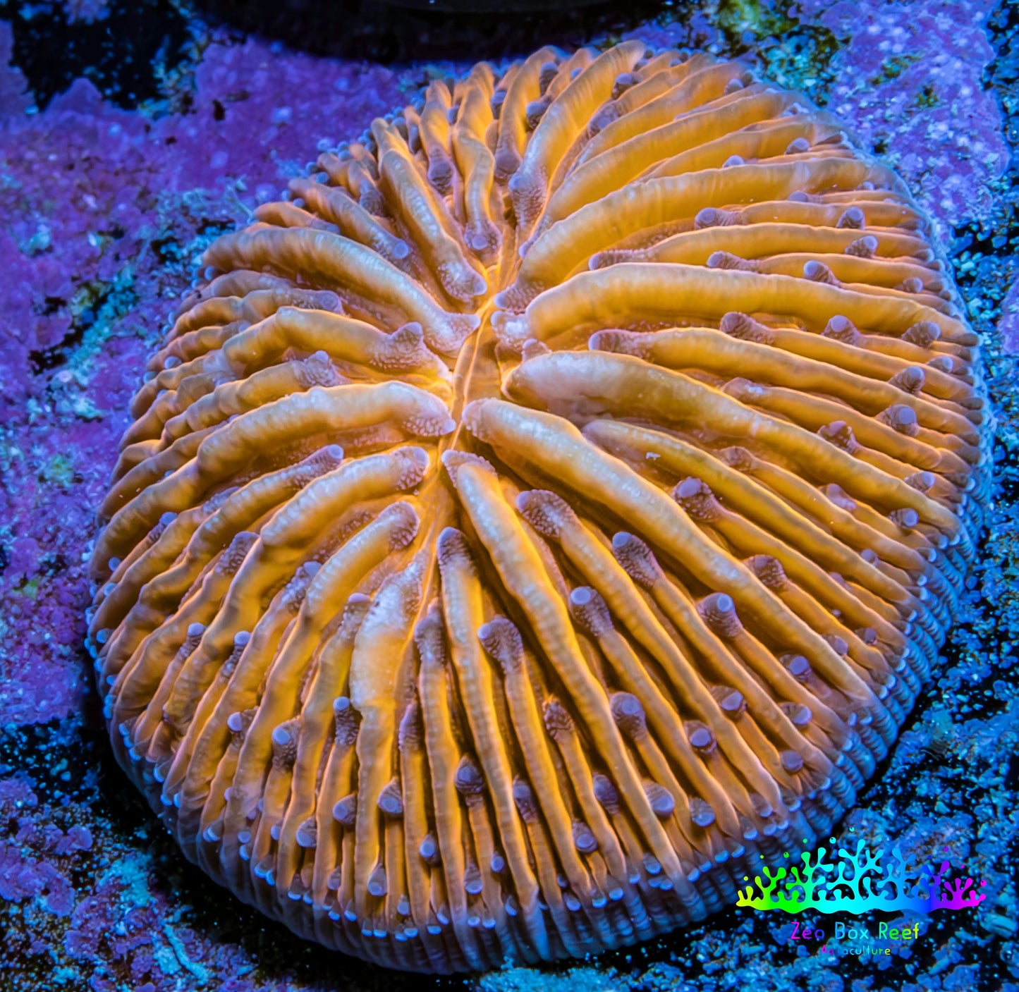 Ultra Orange  Fungia Coral WYSIWYG 2.5cm Ultra Orange  Fungia Coral WYSIWYG 2.5cm LPS Ultra Orange  Fungia Coral WYSIWYG 2.5cm Zeo Box Reef