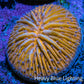 Ultra Orange  Fungia Coral WYSIWYG 2.5cm Ultra Orange  Fungia Coral WYSIWYG 2.5cm LPS Ultra Orange  Fungia Coral WYSIWYG 2.5cm Zeo Box Reef