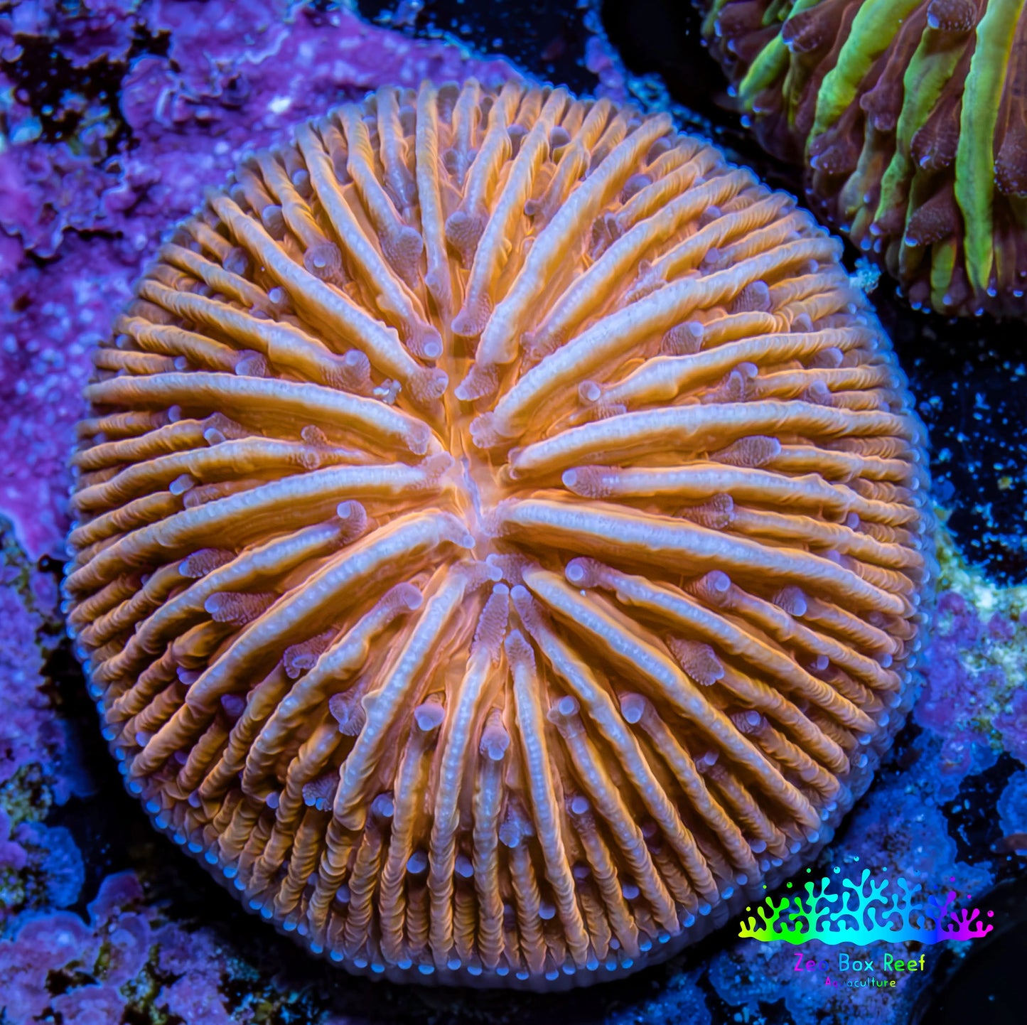 Ultra Orange Fungia Coral WYSIWYG 2cm Ultra Orange Fungia Coral WYSIWYG 2cm LPS Ultra Orange Fungia Coral WYSIWYG 2cm Zeo Box Reef