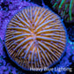 Ultra Orange Fungia Coral WYSIWYG 2cm Ultra Orange Fungia Coral WYSIWYG 2cm LPS Ultra Orange Fungia Coral WYSIWYG 2cm Zeo Box Reef