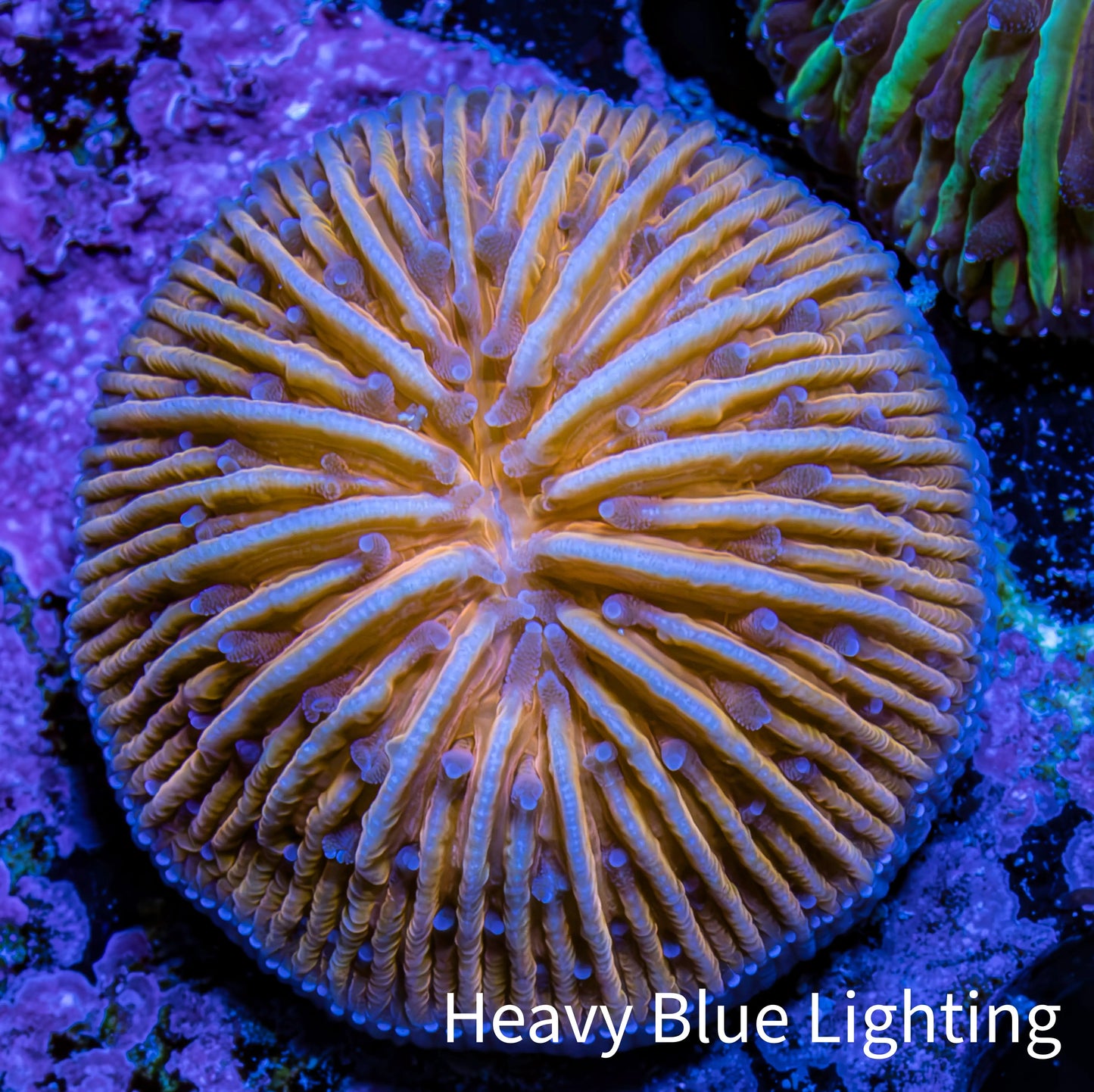 Ultra Orange Fungia Coral WYSIWYG 2cm Ultra Orange Fungia Coral WYSIWYG 2cm LPS Ultra Orange Fungia Coral WYSIWYG 2cm Zeo Box Reef