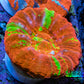 Ultra Orange Green Bleeding Apple Scoly Coral WYSIWYG 4cm Ultra Orange Green Bleeding Apple Scoly Coral WYSIWYG 4cm LPS Ultra Orange Green Bleeding Apple Scoly Coral WYSIWYG 4cm Zeo Box Reef