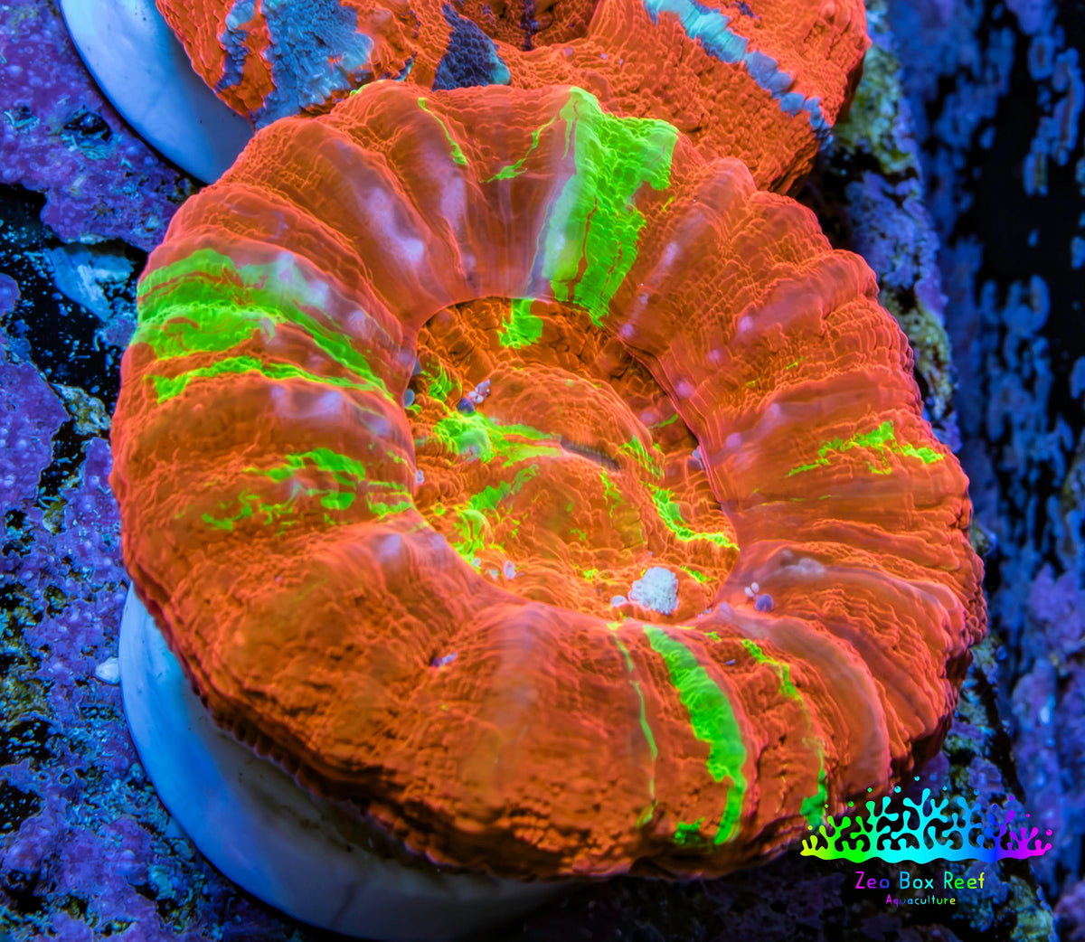 Ultra Orange Green Bleeding Apple Scoly Coral WYSIWYG 4cm Ultra Orange Green Bleeding Apple Scoly Coral WYSIWYG 4cm LPS Ultra Orange Green Bleeding Apple Scoly Coral WYSIWYG 4cm Zeo Box Reef