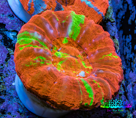 Ultra Orange Green Bleeding Apple Scoly Coral WYSIWYG 4cm Ultra Orange Green Bleeding Apple Scoly Coral WYSIWYG 4cm LPS Ultra Orange Green Bleeding Apple Scoly Coral WYSIWYG 4cm Zeo Box Reef
