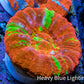 Ultra Orange Green Bleeding Apple Scoly Coral WYSIWYG 4cm Ultra Orange Green Bleeding Apple Scoly Coral WYSIWYG 4cm LPS Ultra Orange Green Bleeding Apple Scoly Coral WYSIWYG 4cm Zeo Box Reef