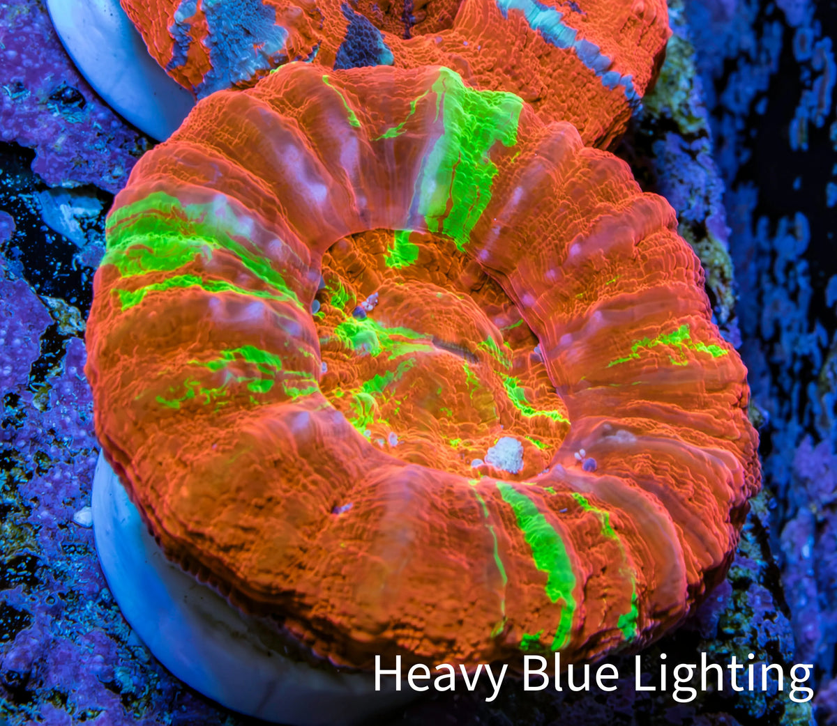 Ultra Orange Green Bleeding Apple Scoly Coral WYSIWYG 4cm Ultra Orange Green Bleeding Apple Scoly Coral WYSIWYG 4cm LPS Ultra Orange Green Bleeding Apple Scoly Coral WYSIWYG 4cm Zeo Box Reef