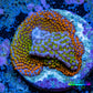 Ultra Orange Green Blue Purple Rainbow Monti Frag WYSIWYG Ultra Orange Green Blue Purple Rainbow Monti Frag WYSIWYG SPS Ultra Orange Green Blue Purple Rainbow Monti Frag WYSIWYG Zeo Box Reef