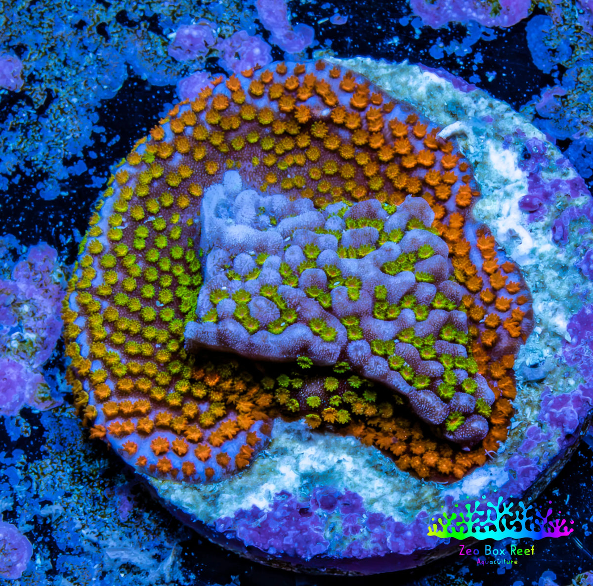 Ultra Orange Green Blue Purple Rainbow Monti Frag WYSIWYG Ultra Orange Green Blue Purple Rainbow Monti Frag WYSIWYG SPS Ultra Orange Green Blue Purple Rainbow Monti Frag WYSIWYG Zeo Box Reef