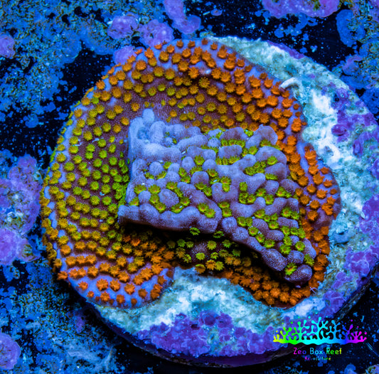 Ultra Orange Green Blue Purple Rainbow Monti Frag WYSIWYG Ultra Orange Green Blue Purple Rainbow Monti Frag WYSIWYG SPS Ultra Orange Green Blue Purple Rainbow Monti Frag WYSIWYG Zeo Box Reef