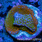 Ultra Orange Green Blue Purple Rainbow Monti Frag WYSIWYG Ultra Orange Green Blue Purple Rainbow Monti Frag WYSIWYG SPS Ultra Orange Green Blue Purple Rainbow Monti Frag WYSIWYG Zeo Box Reef
