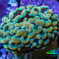 Ultra Orange Green Hybrid Kingspawn Coral WYSIWYG Ultra Orange Green Hybrid Kingspawn Coral WYSIWYG LPS Ultra Orange Green Hybrid Kingspawn Coral WYSIWYG Zeo Box Reef