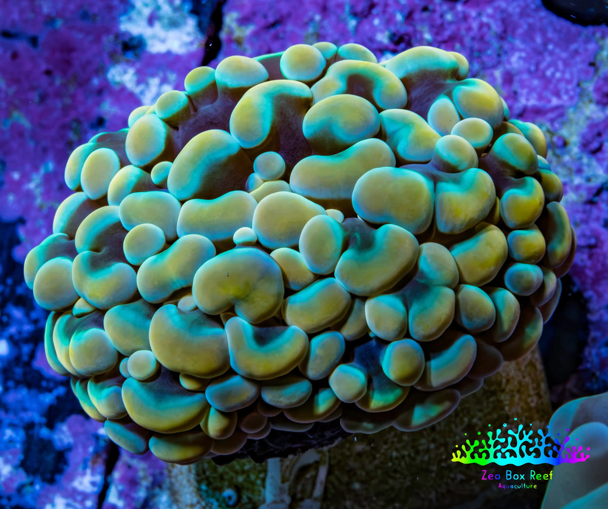 Ultra Orange Green Hybrid Kingspawn Coral WYSIWYG Ultra Orange Green Hybrid Kingspawn Coral WYSIWYG LPS Ultra Orange Green Hybrid Kingspawn Coral WYSIWYG Zeo Box Reef