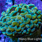 Ultra Orange Green Hybrid Kingspawn Coral WYSIWYG Ultra Orange Green Hybrid Kingspawn Coral WYSIWYG LPS Ultra Orange Green Hybrid Kingspawn Coral WYSIWYG Zeo Box Reef