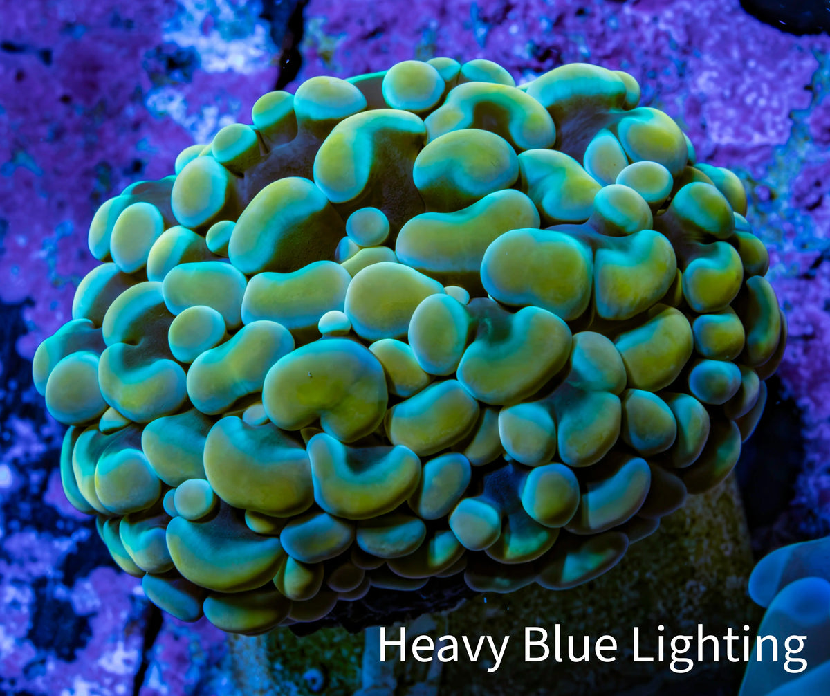 Ultra Orange Green Hybrid Kingspawn Coral WYSIWYG Ultra Orange Green Hybrid Kingspawn Coral WYSIWYG LPS Ultra Orange Green Hybrid Kingspawn Coral WYSIWYG Zeo Box Reef