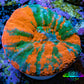 Ultra Orange Green Teal War Paint Scoly Coral WYSIWYG 4cm Ultra Orange Green Teal War Paint Scoly Coral WYSIWYG 4cm LPS Ultra Orange Green Teal War Paint Scoly Coral WYSIWYG 4cm Zeo Box Reef