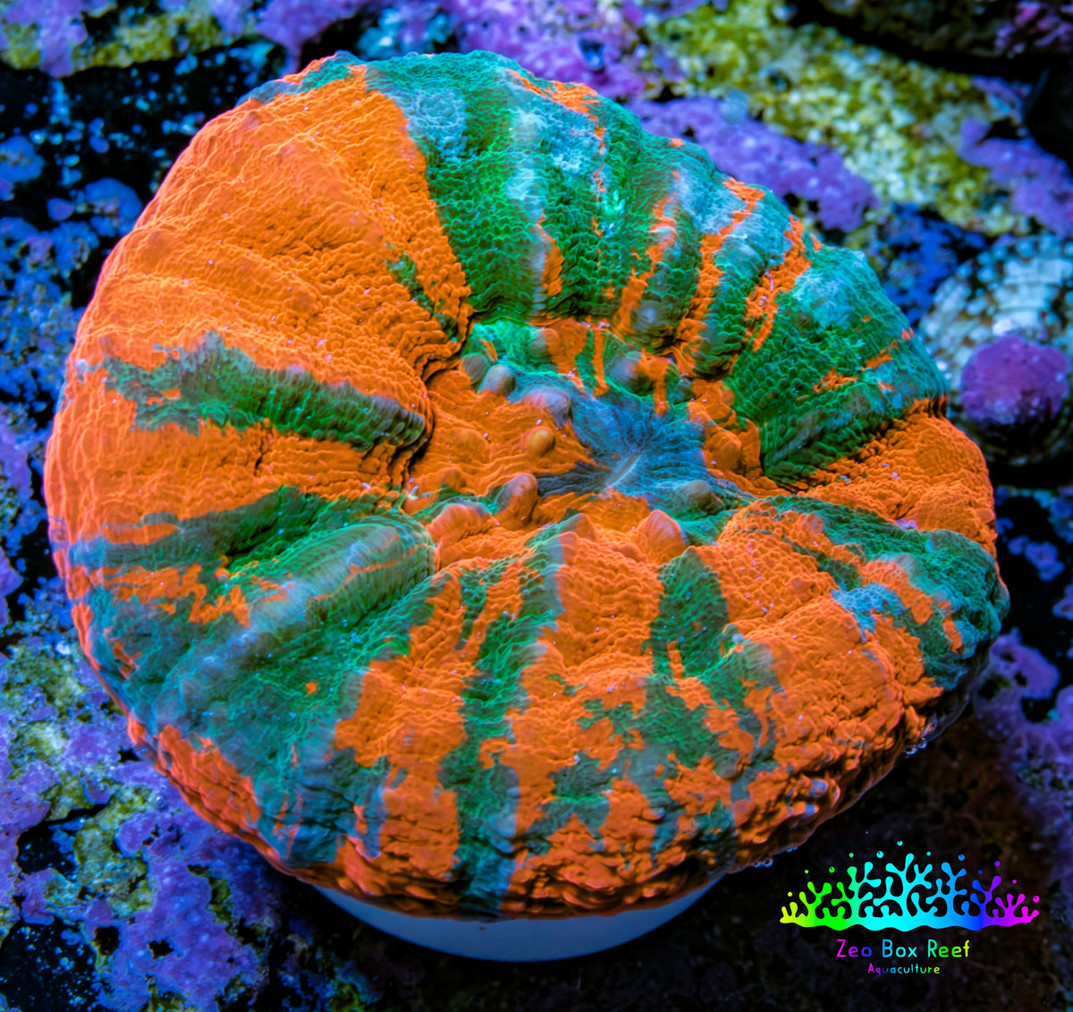 Ultra Orange Green Teal War Paint Scoly Coral WYSIWYG 4cm Ultra Orange Green Teal War Paint Scoly Coral WYSIWYG 4cm LPS Ultra Orange Green Teal War Paint Scoly Coral WYSIWYG 4cm Zeo Box Reef
