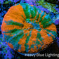 Ultra Orange Green Teal War Paint Scoly Coral WYSIWYG 4cm Ultra Orange Green Teal War Paint Scoly Coral WYSIWYG 4cm LPS Ultra Orange Green Teal War Paint Scoly Coral WYSIWYG 4cm Zeo Box Reef